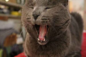 Quand un chat doit-il voir le vétérinaire ?