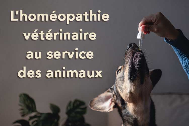 L’homéopathie vétérinaire au service des animaux
